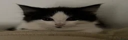 Mixed Breed cats for sale: 6 kittens for sale  - Advert 8