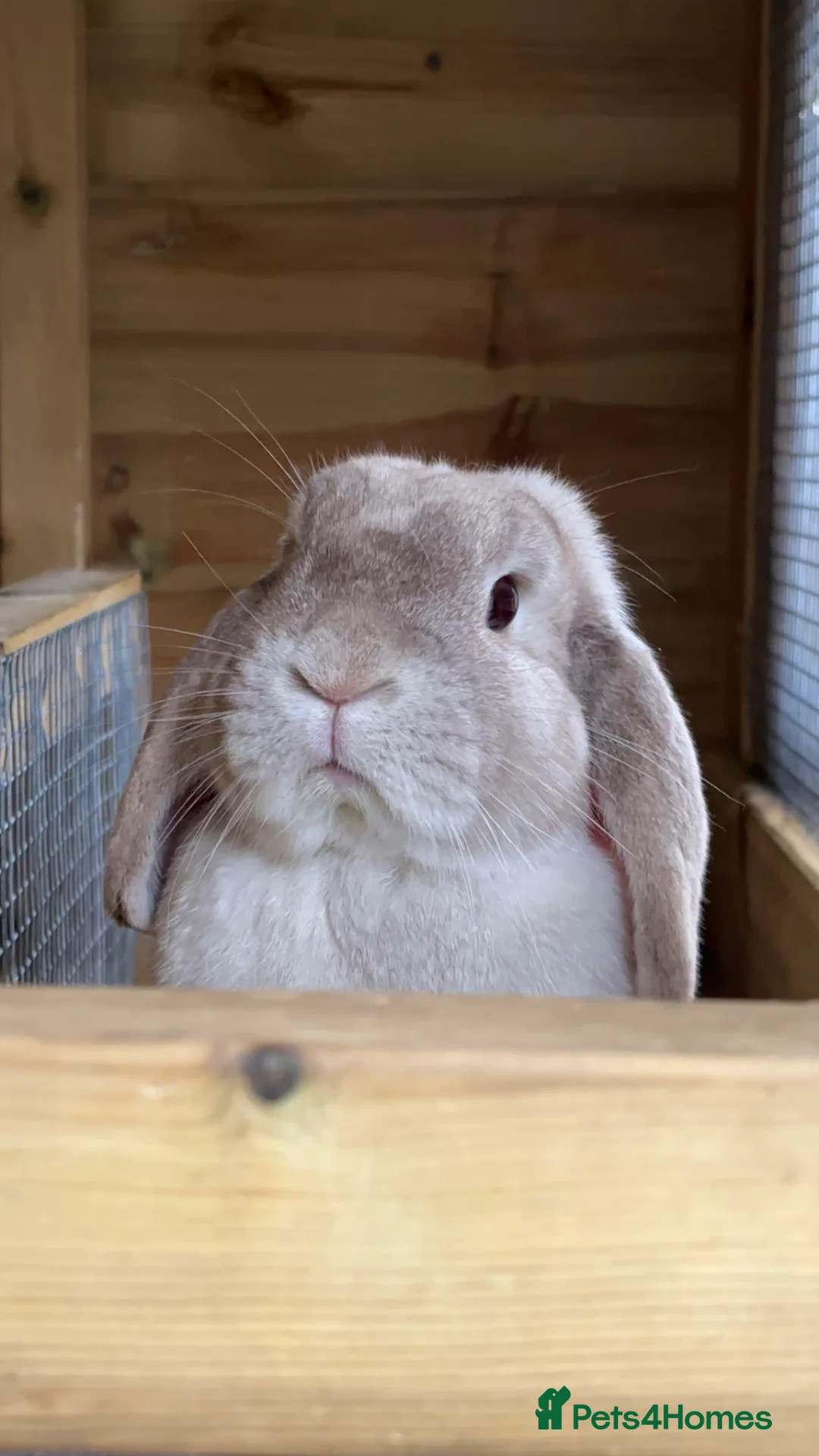 Mini Lop rabbits for sale: Iggy & Lulu the 2 bunnies 🐰🩷 - Advert 2