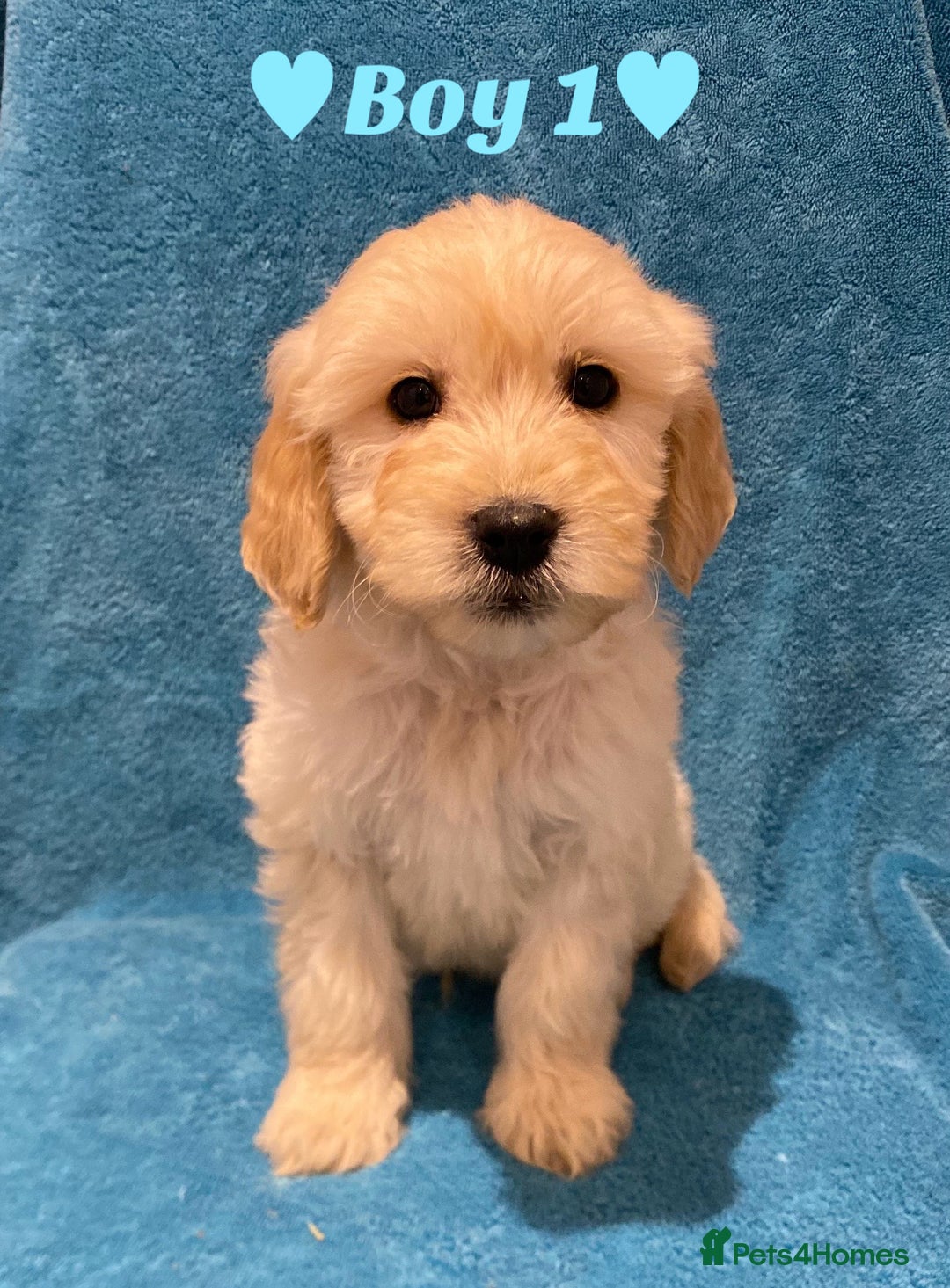 Goldendoodle dogs for sale: F1B Goldendoodles - Image 6