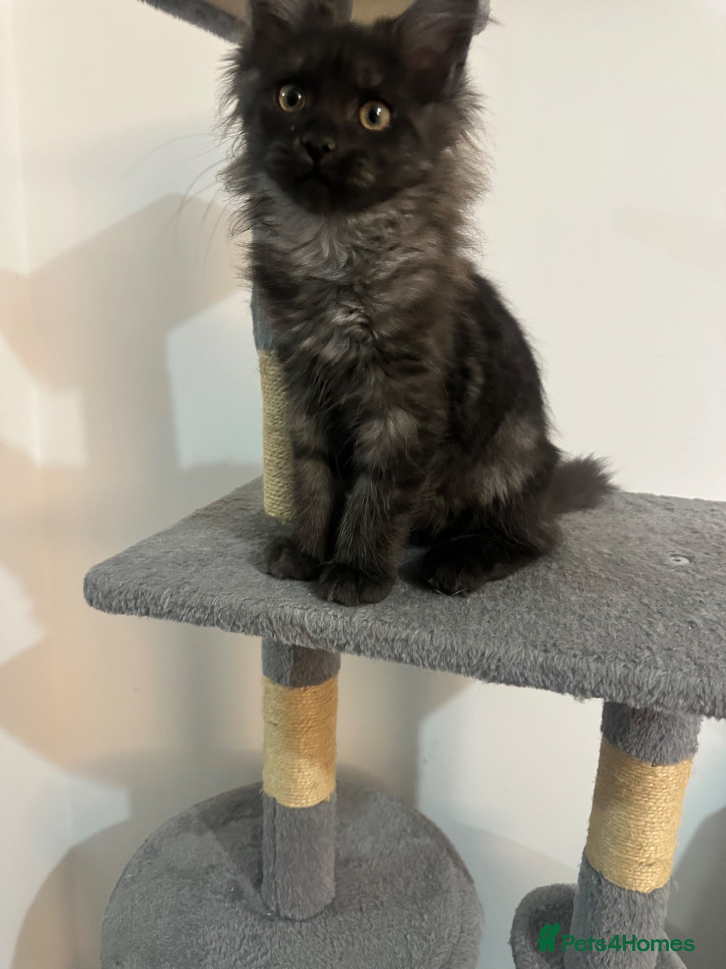 Maine Coon cats for sale: 1 female Maine Coon left black smoke ready now  - Advert 14