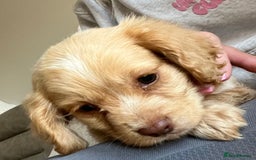 Cocker Spaniel dogs for sale: Cocker spaniel pups 🐾 - Image 6