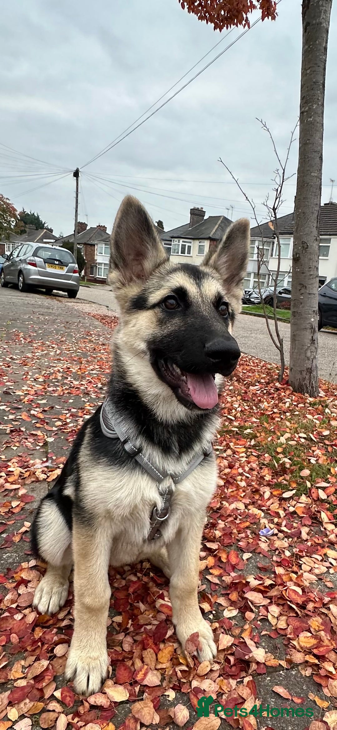 Shepsky dogs for sale: siberian husky x german shepherd - Image 1