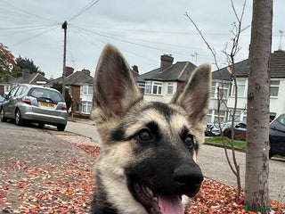 Shepsky dogs for sale - Advert 1