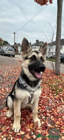 Shepsky dogs - Advert 10