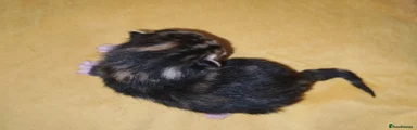 Mixed Breed 6