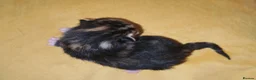 Mixed Breed cats for sale: Born Tuesday 7th July 🤍 - Advert 5