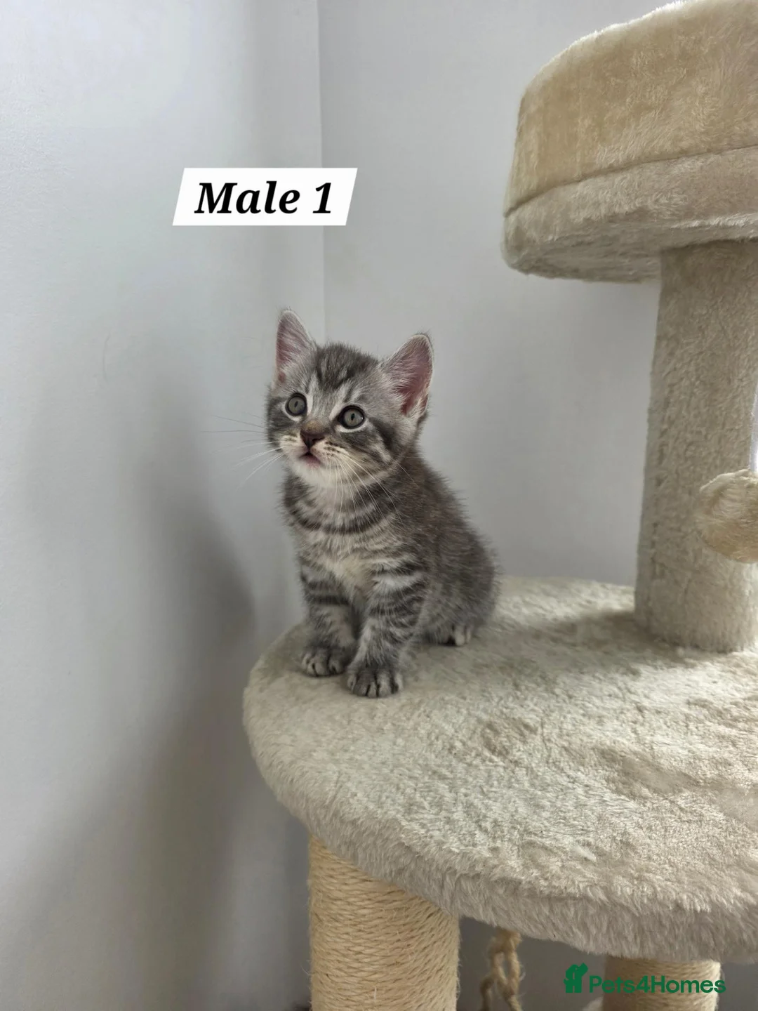 Mixed Breed cats for sale: Adorable kittens  - Advert 2