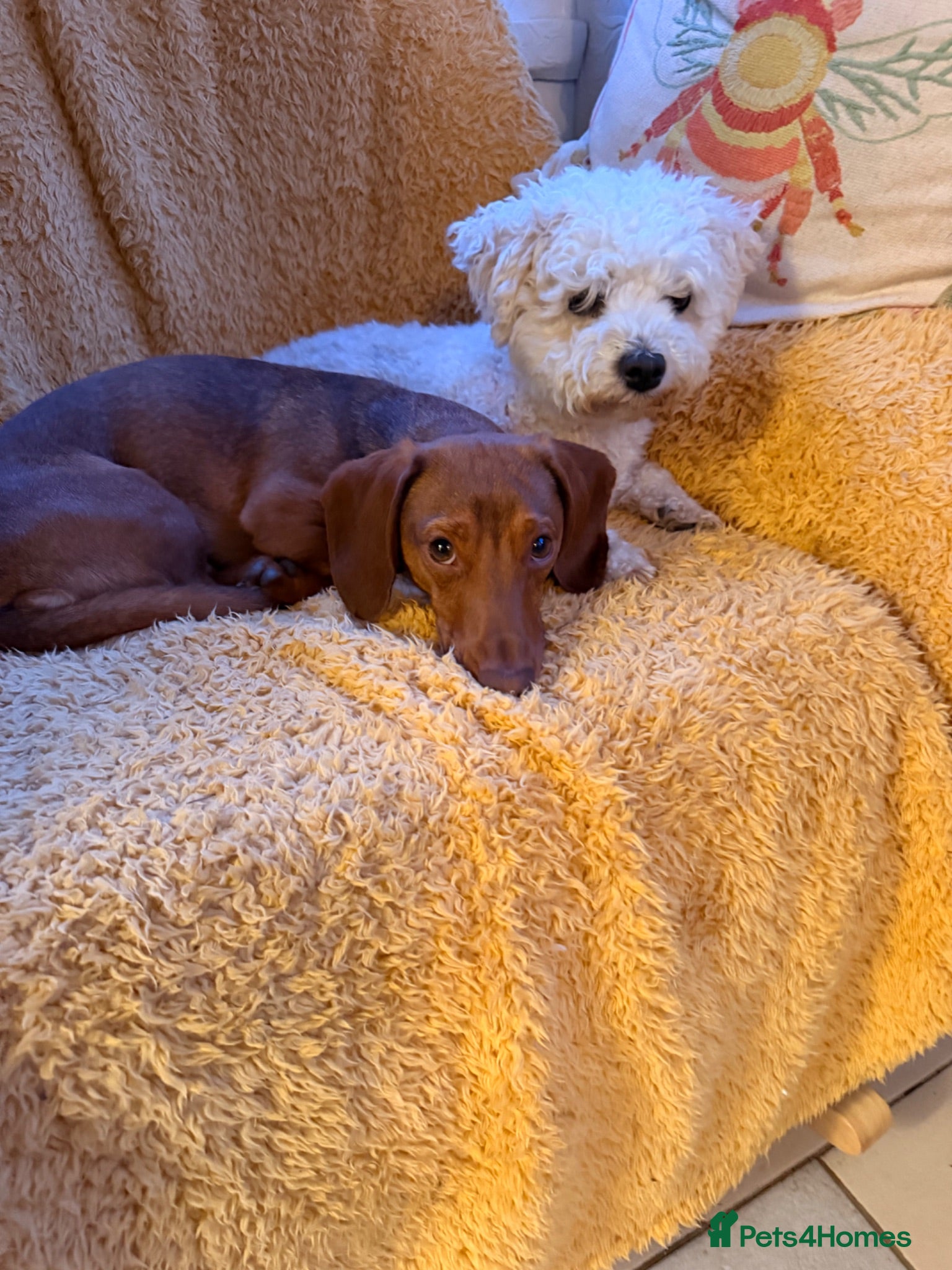 Mixed Breed dogs Miniature dachshund cross cavachons - Advert 17
