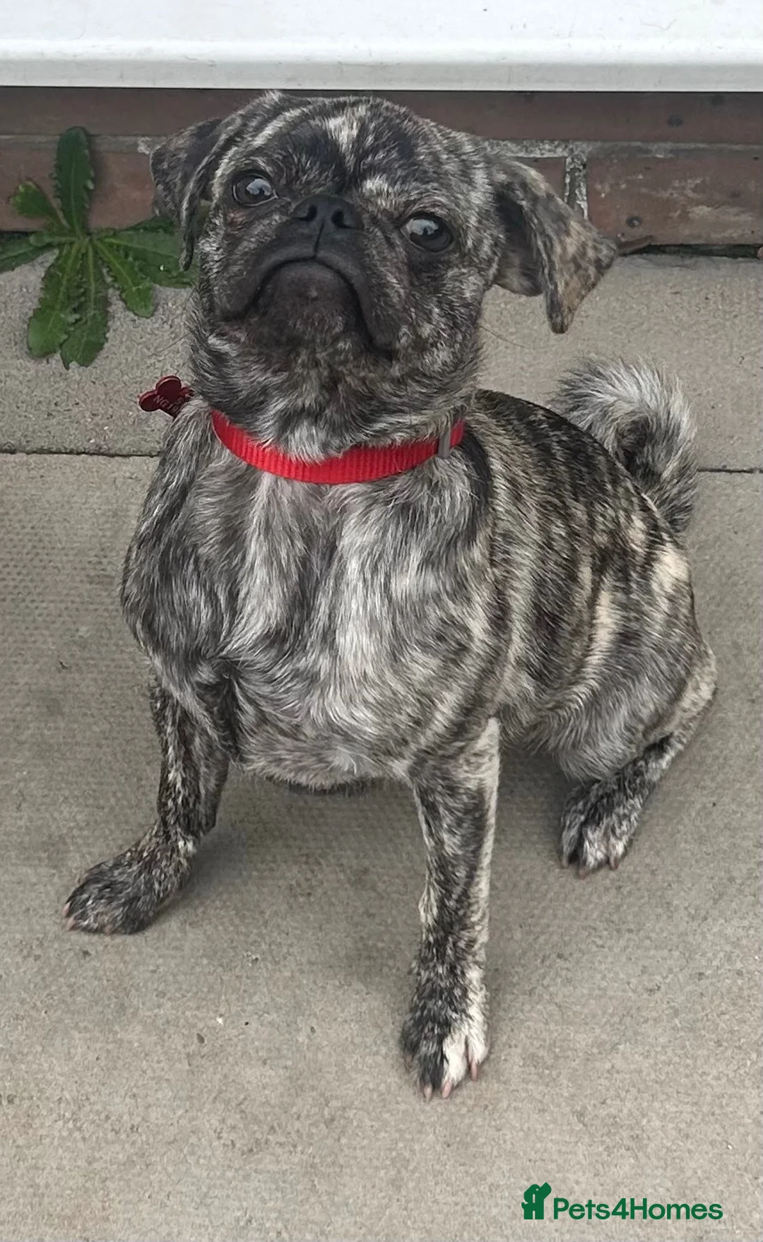 Frug dogs for sale: Beautiful female frug - Advert 1