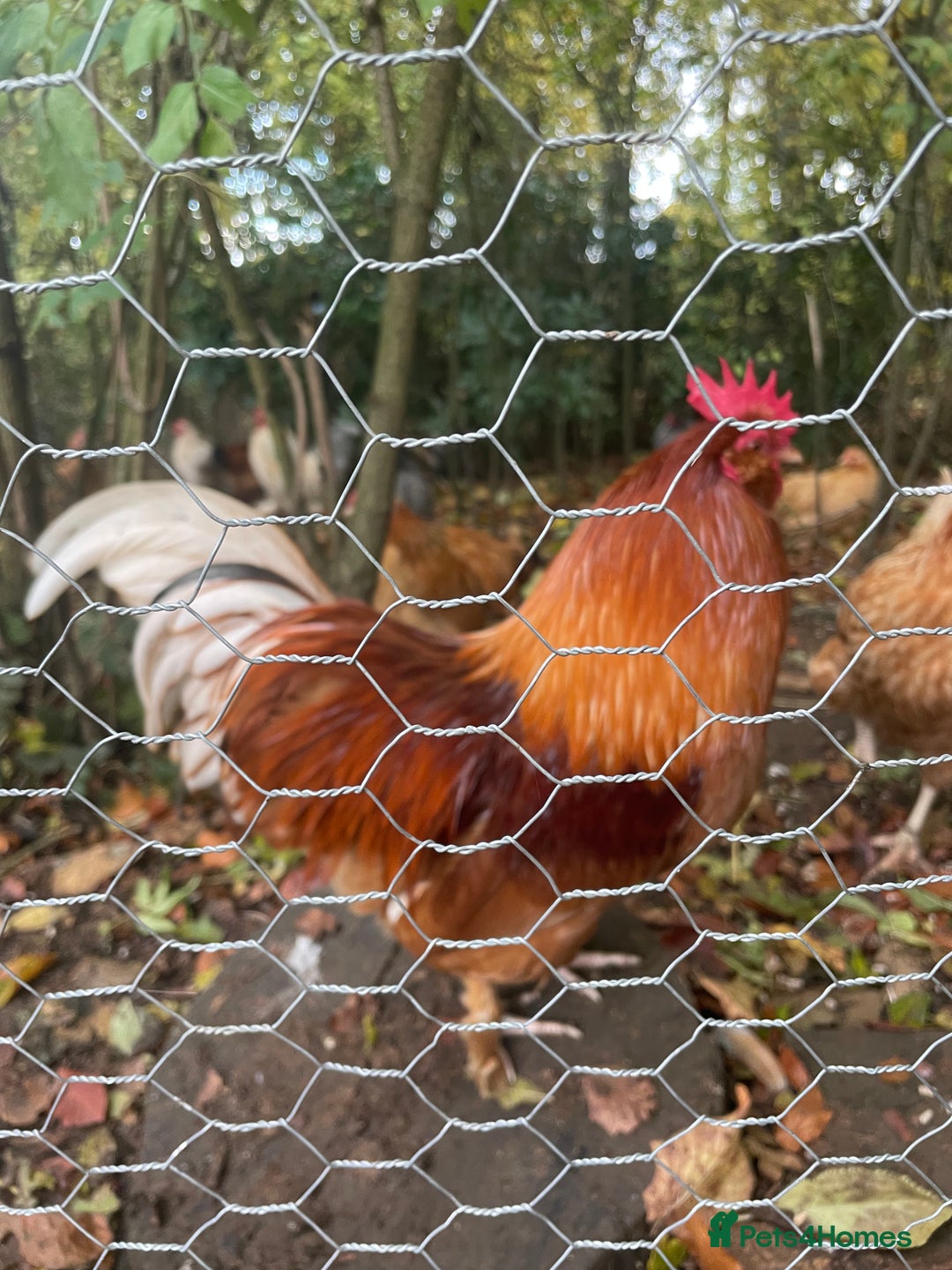 Chickens poultry for sale: Beautiful cockerels  - Image 2