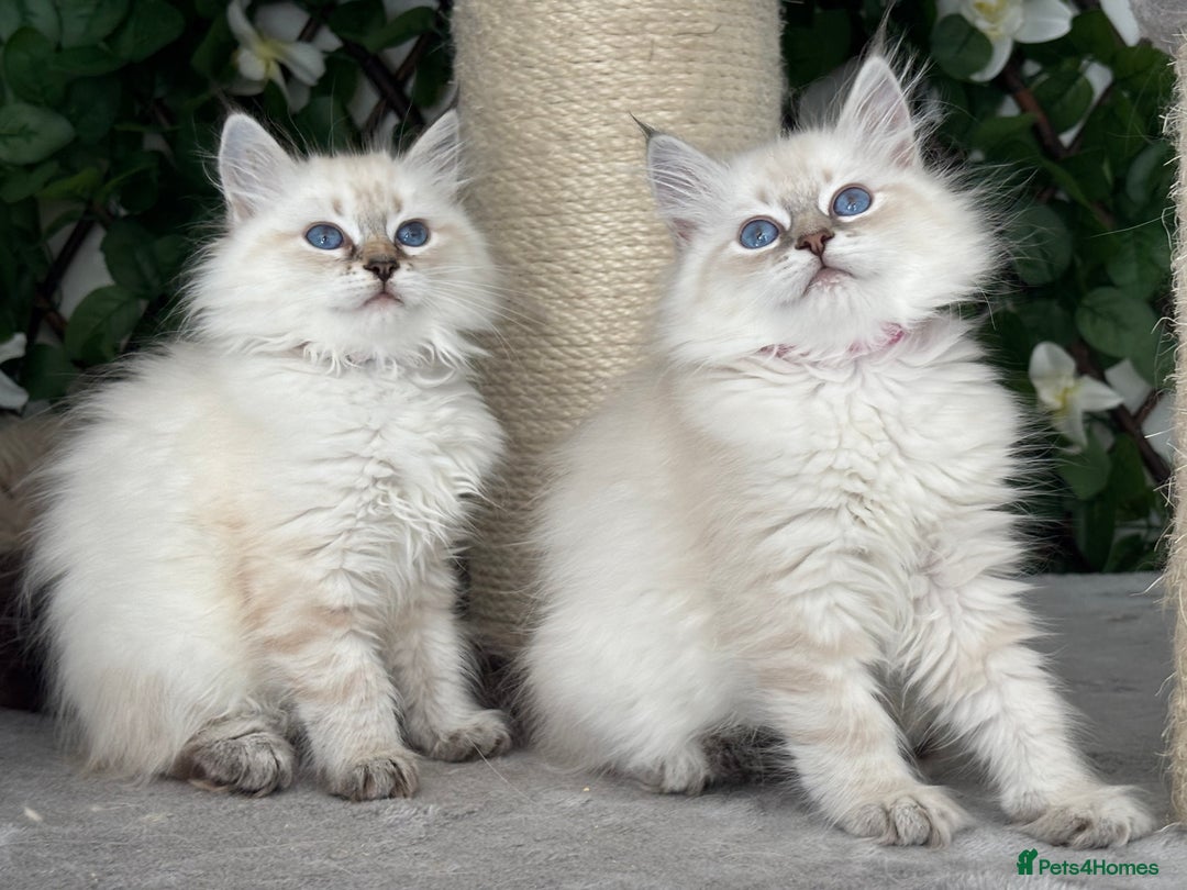 Siberian cats for sale: ✅3 WEEKS OLD BABIES AVAILABLE✅ - Advert 11