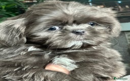 Shih Tzu dogs for sale: IMPERIAL PUPPIES READY NOW - Image 4