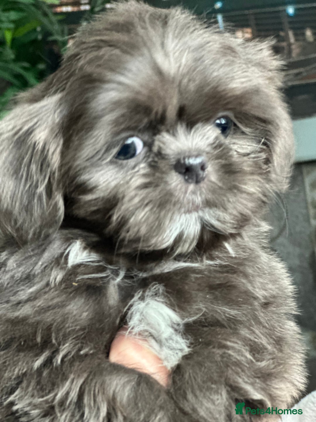 Shih Tzu dogs for sale: IMPERIAL PUPPIES READY NOW - Image 4