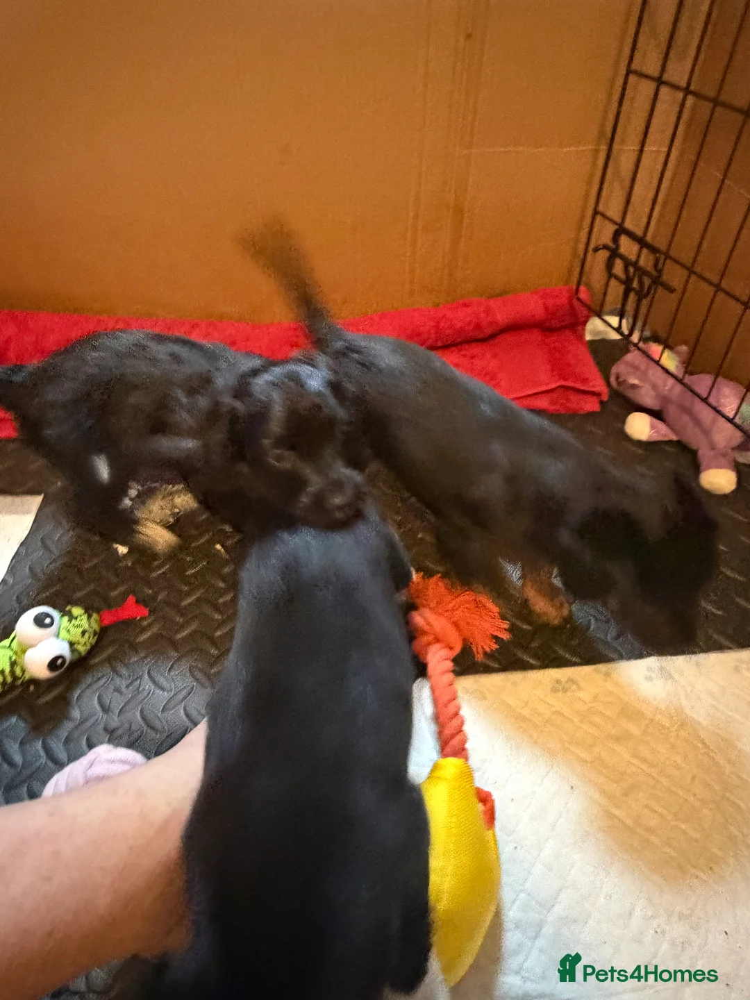 Mixed Breed dogs for sale: Lovely Cockapoo/Border Collie puppies in Abergavenny - Advert 20