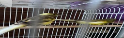 Mixed Breed birds for sale: Canary  - Advert 7