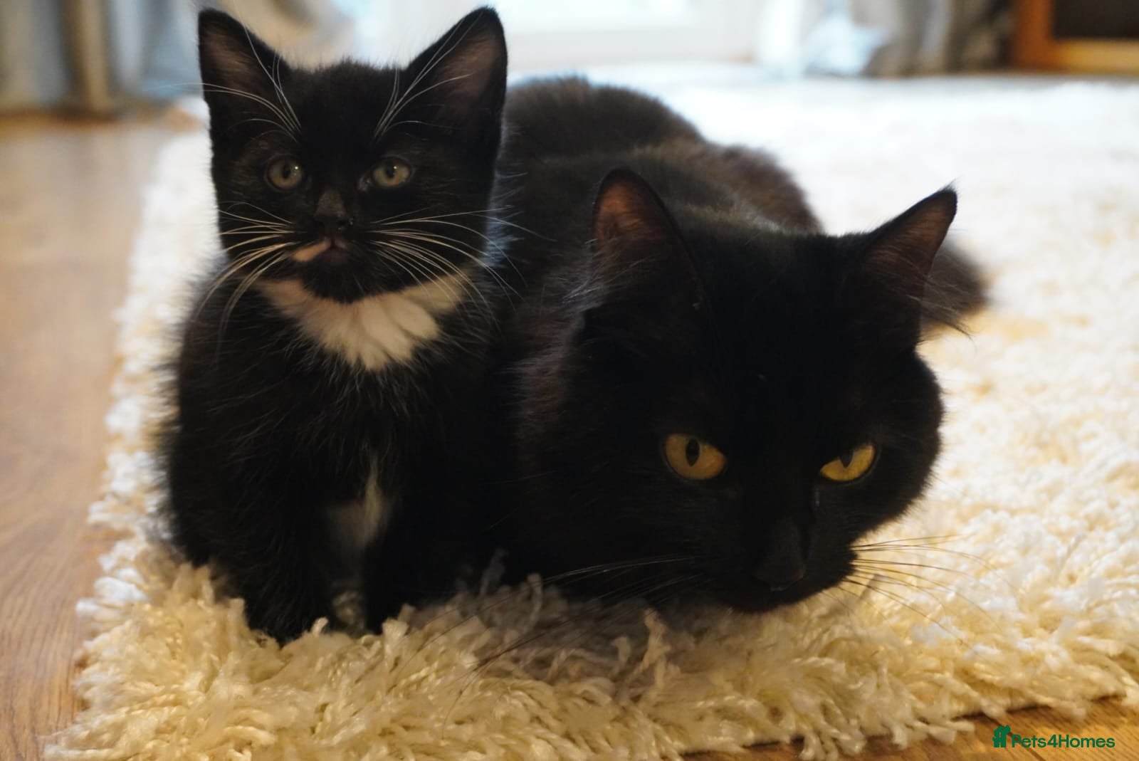 Mixed Breed cats 4 kittens for sale - Advert 2