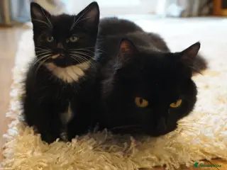 Mixed Breed cats 4 kittens for sale - Advert 2