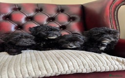 Maltipoo dogs for sale: Gorgeous tiny toy F1 Maltipoo puppies  - Image 17