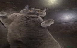 British Shorthair cats for sale: Beautiful Adult British Shorthair Male - Image 10