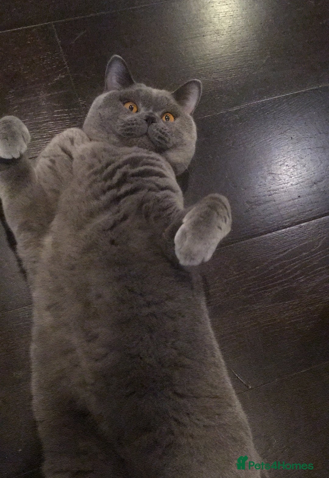 British Shorthair cats for sale: Beautiful Adult British Shorthair Male - Image 10