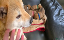 Japanese Shiba Inu dogs for sale: Gorgeous Shibas  - Image 12