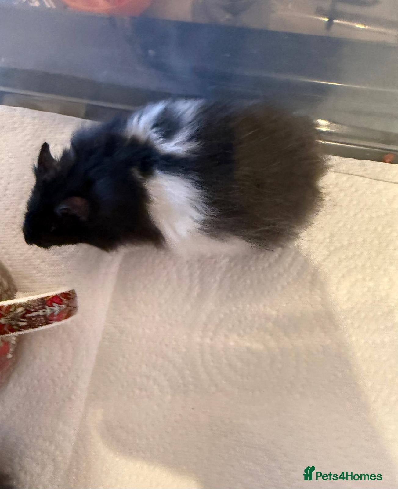 Hamster rodents Baby hamsters for sale - Advert 8