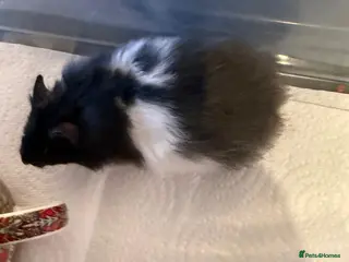 Hamster rodents Baby hamsters for sale - Advert 8