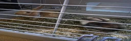 Mini Lop rabbits for sale: 2 male rabbits looking for a loving home - Advert 3