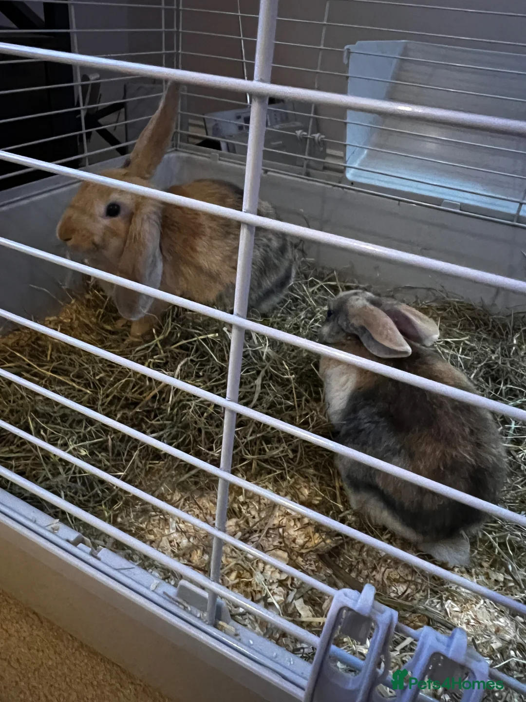 Mini Lop rabbits for sale: 2 male rabbits looking for a loving home - Advert 3