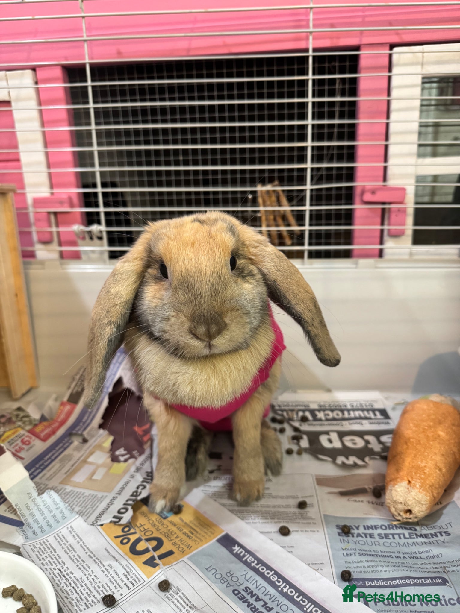 Mini Lop rabbits Minilop rehome  - Advert 10