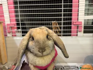 Mini Lop rabbits Minilop rehome - Advert 2