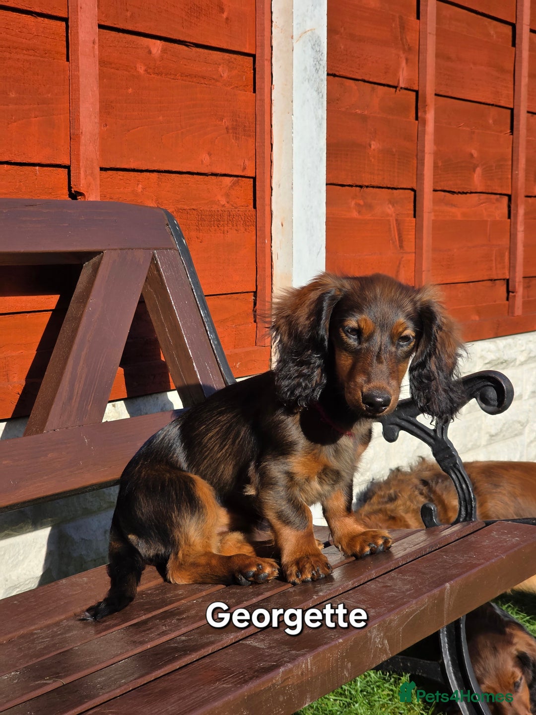 Dachshund dogs for sale: Red long-haired standard dachshund puppies - Image 19