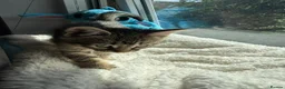 Mixed Breed cats for sale: Beautiful bengal cross kittens in Edinburgh - Advert 5