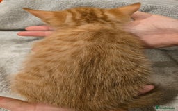 Mixed Breed cats for sale: 🐾 Gorgeous Fluffy Kittens for Loving Homes 🐾 - Image 3