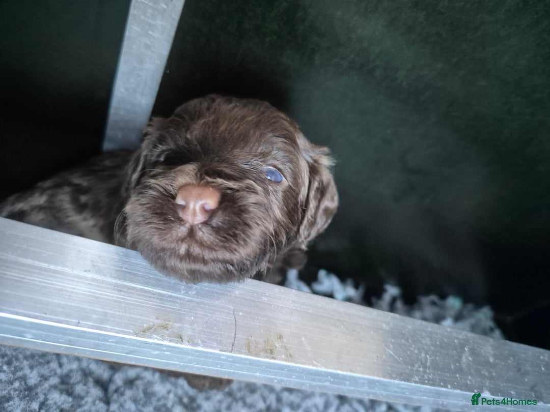 Labradoodle dogs for sale: Stunningly adorable f2b labradoodles! - Advert 27