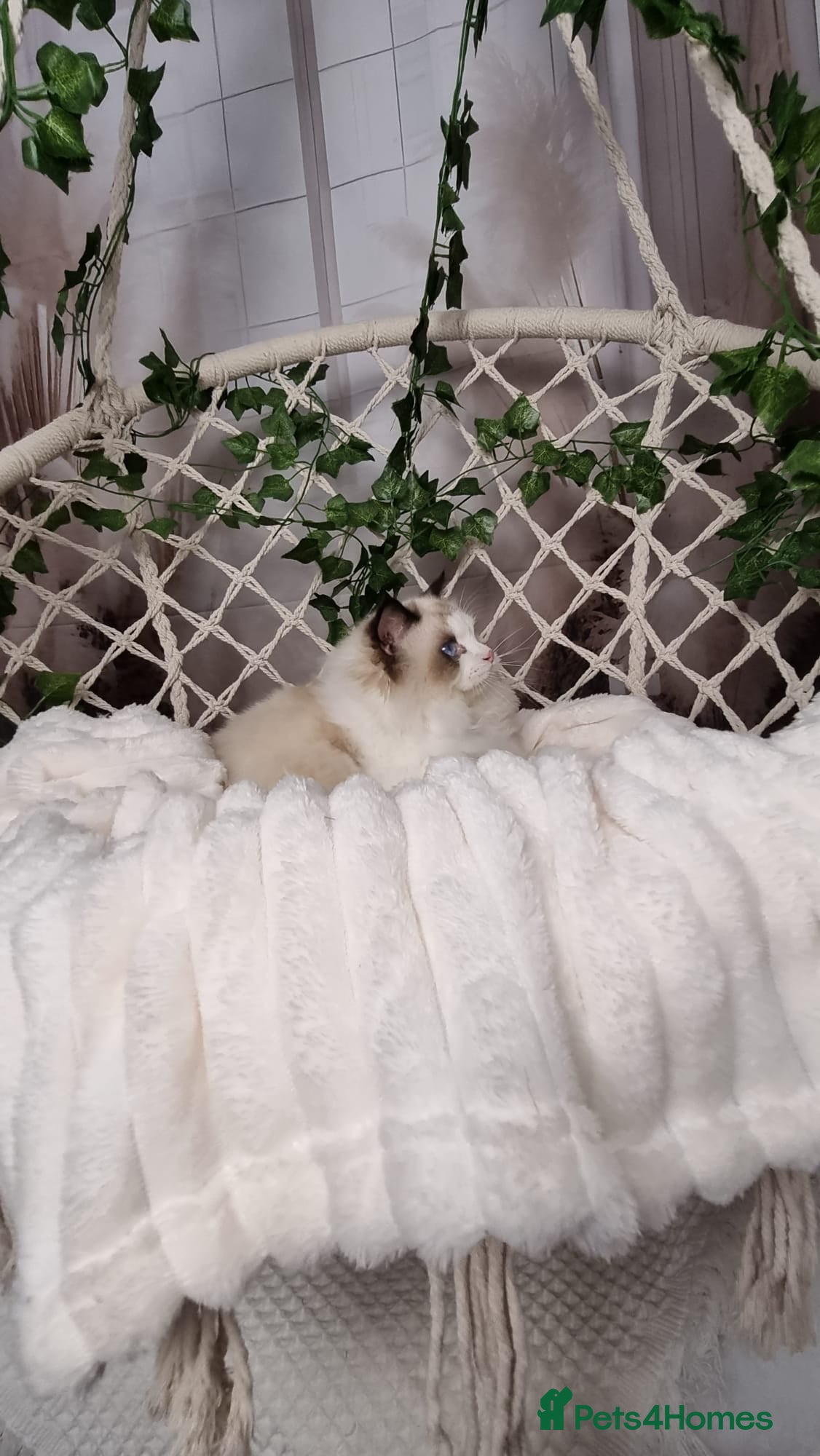 Ragdoll cats Exceptional Tica Registered Ragdoll Kittens - Advert 1