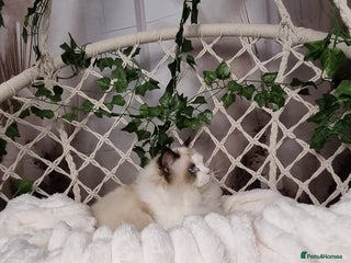 Ragdoll cats Exceptional Tica Registered Ragdoll Kittens - Advert 1