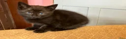 Mixed Breed cats for sale: Stunning fluffy kittens looking for forever homes - Advert 13