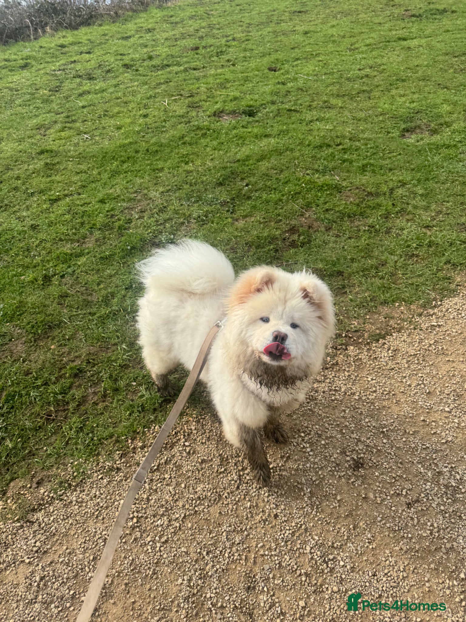 Chow Chow dogs 9 Month Old KC Registered Chow  - Advert 16