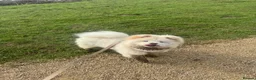 Chow Chow dogs for sale: 9 Month Old KC Registered Chow  in Bedford - Advert 1