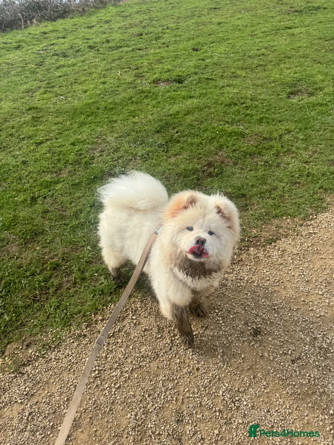 Chow Chow dogs for sale: 9 Month Old KC Registered Chow  in Bedford - Advert 1