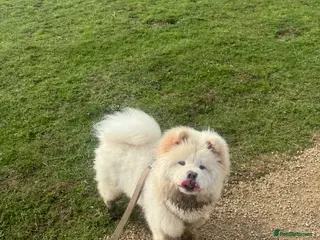 Chow Chow dogs 9 Month Old KC Registered Chow - Advert 16