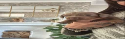 Miniature Dachshund dogs for sale: Beautiful miniature dachshund puppies Isabella  in Nottingham - Advert 12