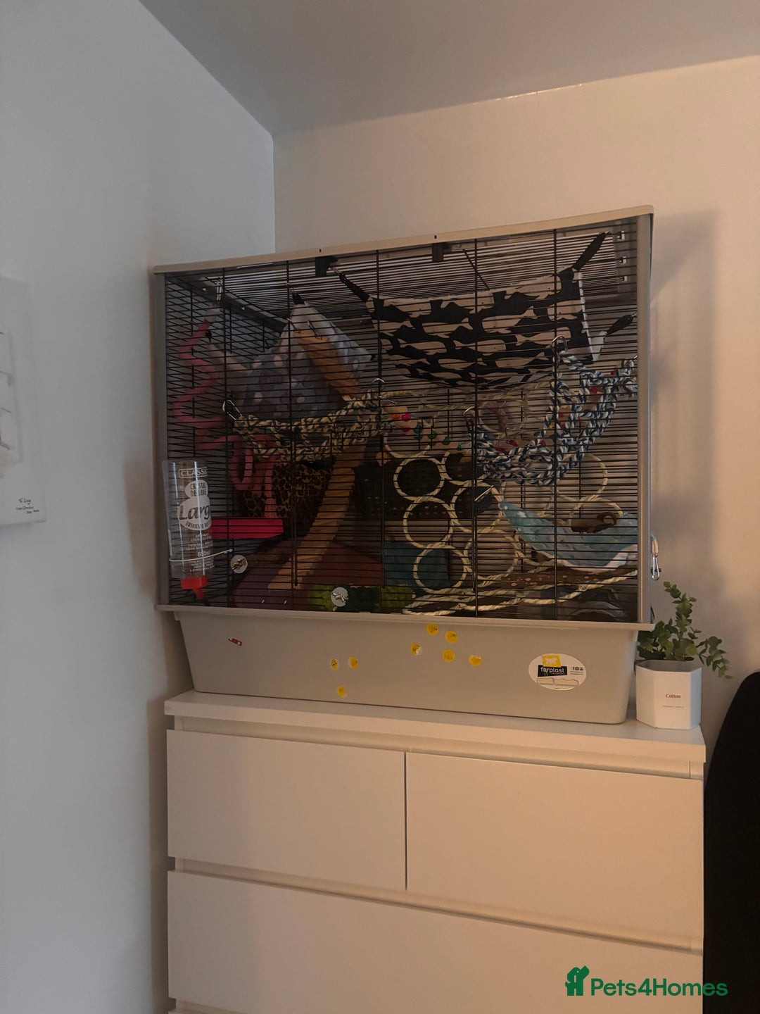 Rat rodents for sale: 2 Rats with setup - Advert 6