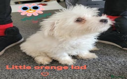 Maltese dogs for sale: Sale:4 maltese pups  - Image 6