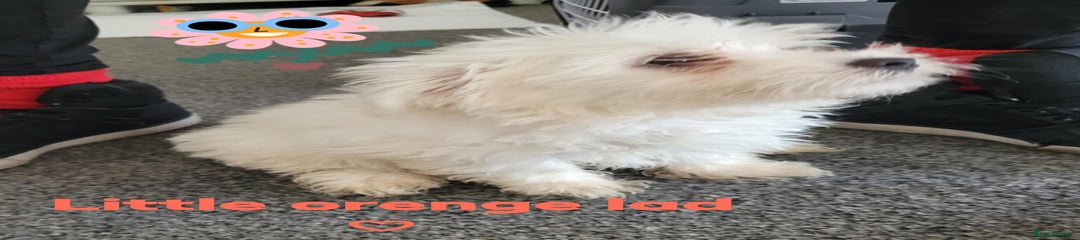 Maltese Puppy 2