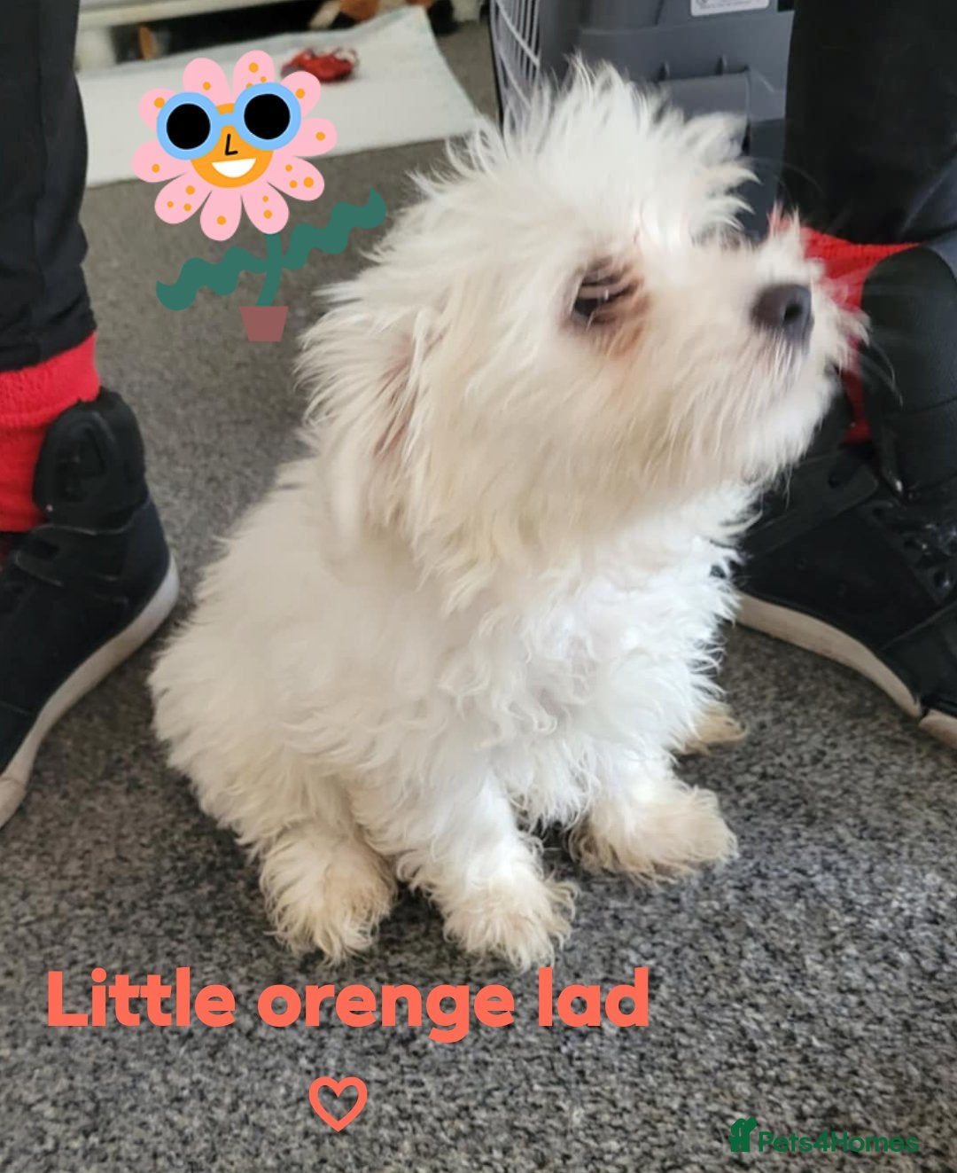 Maltese dogs for sale: Sale:4 maltese pups  - Image 6
