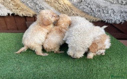 Goldendoodle dogs for sale: 4 beautiful golden doodle puppies ready to go!!!! - Image 14