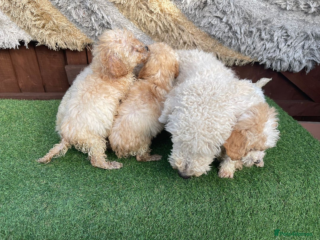 Goldendoodle dogs for sale: 4 beautiful golden doodle puppies ready to go!!!! - Image 14