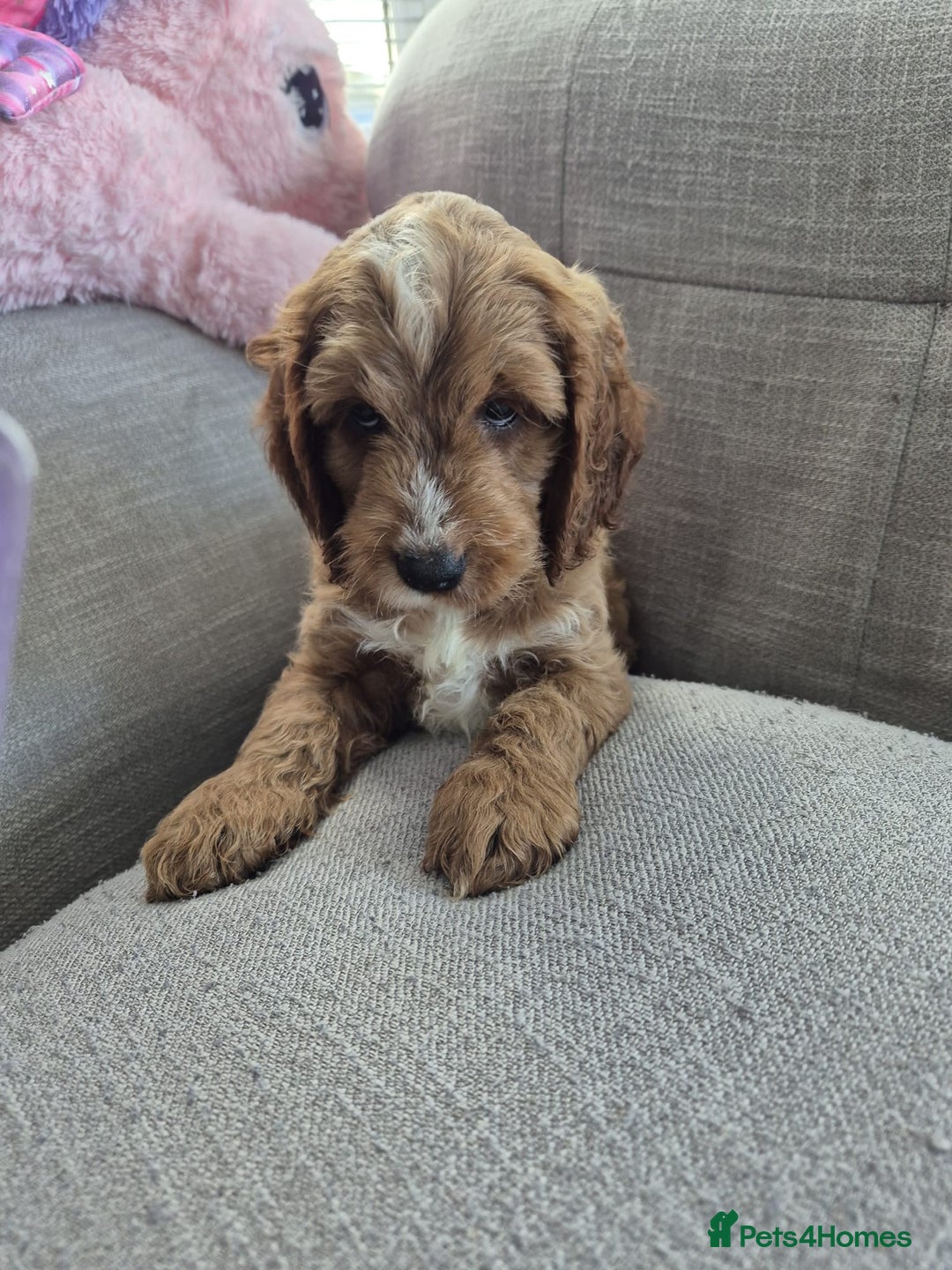 Cockapoo dogs for sale: Toy champion show cockapoo - Image 2